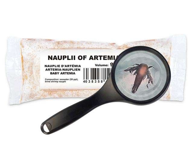 Artemia-Nauplien-Artemia-franciscana