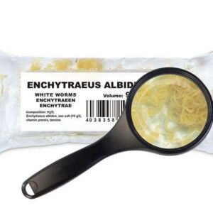 Enchytraeen (Enchytraeus cf. albidus)