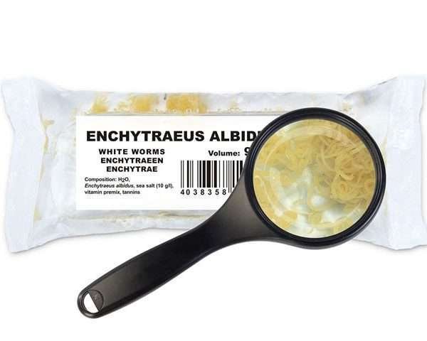 Enchytraeen (Enchytraeus cf. albidus)