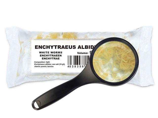 Enchytraeen (Enchytraeus cf. albidus)