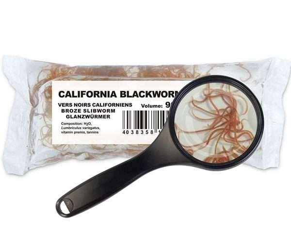 Glanzwürmer (Lumbriculus variegatus)