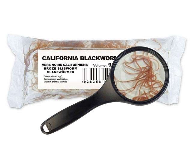 Glanzwürmer (Lumbriculus variegatus)