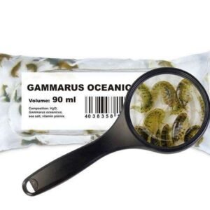 Marine Flohkrebse (Gammarus oceanicus)