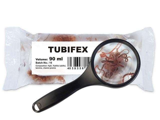 Schlammröhrenwürmer (Tubifex tubifex)