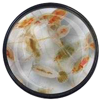 Seewassercopepoden-diverse-Arten