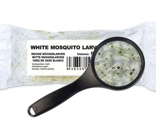 Weisse Mückenlarven Weisse Mückenlarven (Chaoborus spec., Syn. Choretra)