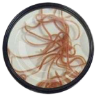 Enchytraeen-Enchytraeus-cf.-albidus