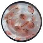 Gemeine-Wasserfloehe-Daphnia-pulex