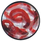 Jumbomueckenlarven-Chironomus-cf.-plumosus