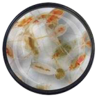 Seewassercopepoden-diverse-Arten
