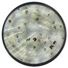 Weisse-Mueckenlarven-Chaoborus-spec.-Syn.-Choretra