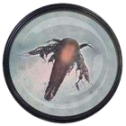 artemia-nauplie